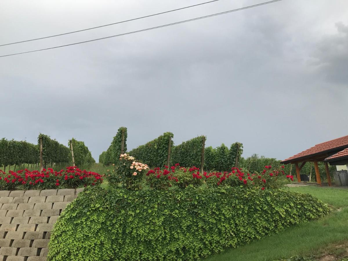 Vinska Klet Sersen Casa vacanze Dobrovnik